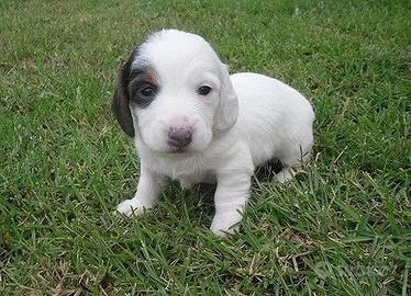 Cani di taglia piccolina