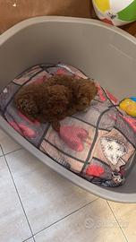 Barbocini Red mini tot