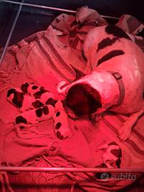 Cuccioli di bulldog francese