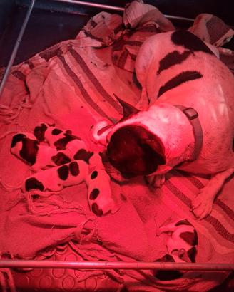 Cuccioli di bulldog francese
