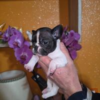 Bulldog Francesi Cuccioli