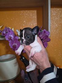 Bulldog Francesi Cuccioli