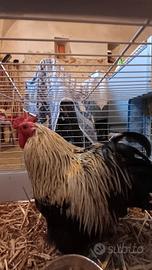 Gallo