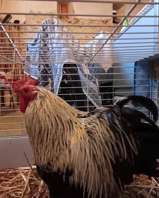 Gallo