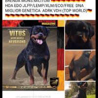 Cuccioli rottweiler con Affisso ENCI