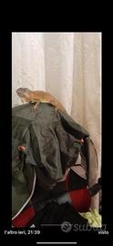 Iguana, rettile