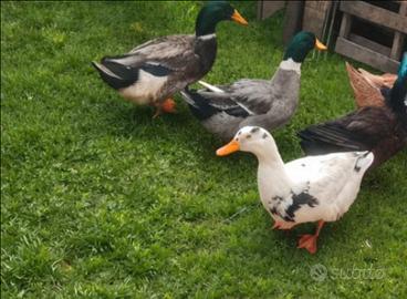 4 anatre a 20 euro . 5 euro l'una