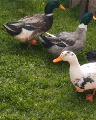 4 anatre a 20 euro . 5 euro l'una