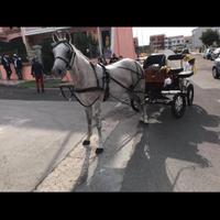 Carrozza per mezzo cavallo