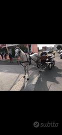 Carrozza per mezzo cavallo