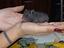 Immagine 6