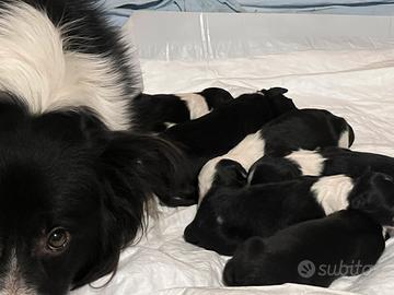 Border collie