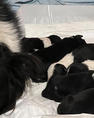 Border collie