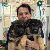 Pastore tedesco nero focato e nero