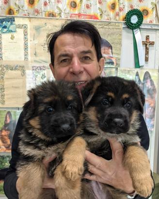 Pastore tedesco nero focato e nero