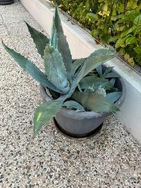 Piante di vario genere