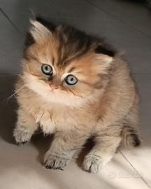 Cucciolo British longhair