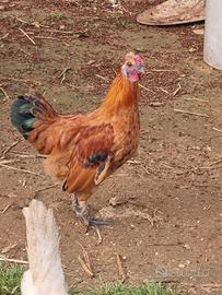 Galletto incrocio titina e moroseta