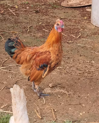 Galletto incrocio titina e moroseta