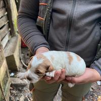 Cuccioli di Epagneul Breton