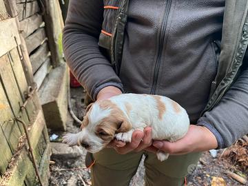 Cuccioli di Epagneul Breton