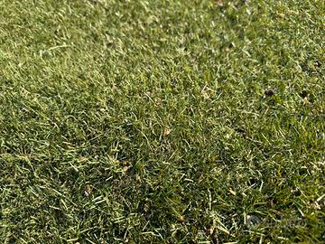 Erba sintetica limonta