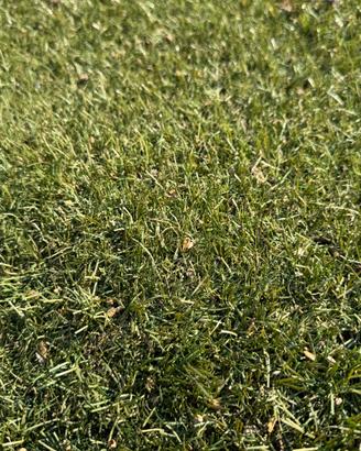 Erba sintetica limonta