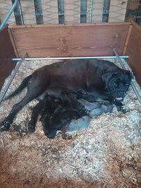 Cane corso cuccioli