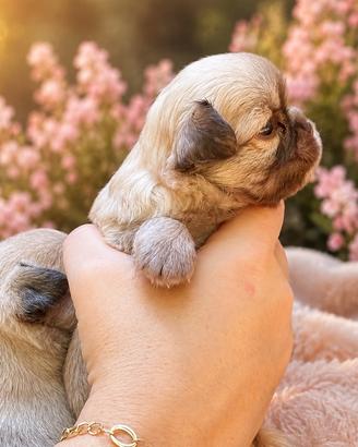 Cucciolo Chihuahua Pedigree ENCI