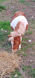 Pony femmina di 3 anni