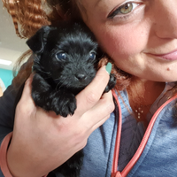 Cuccioli Maltese