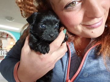 Cuccioli Maltese