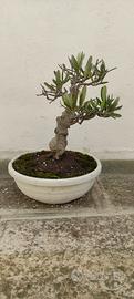 bonsai di ulivo gr5