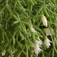 Rhipsalis cereuscula pendente