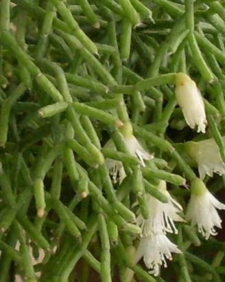 Rhipsalis cereuscula pendente