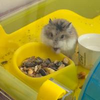 Criceto + gabbia + accessori + fieno