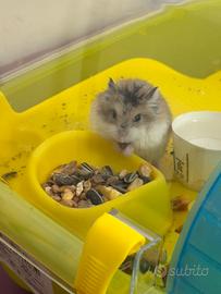 Criceto + gabbia + accessori + fieno