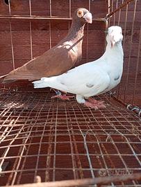 Colombi viaggiatori vecchio stile