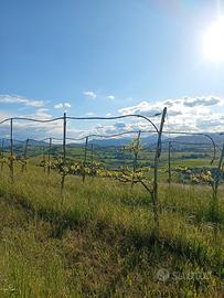 Terreno agricolo panoramico