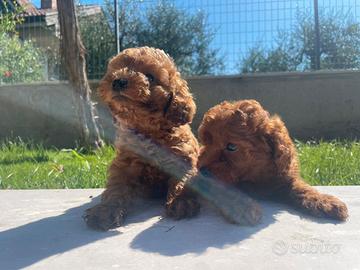 Cuccioli barboncino red