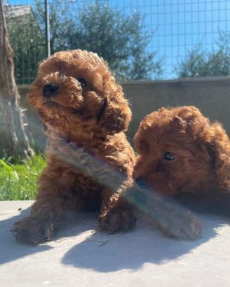 Cuccioli barboncino red