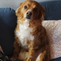 Charlie Meticcio da guardia