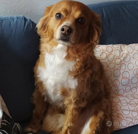 Charlie Meticcio da guardia