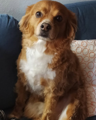 Charlie Meticcio da guardia