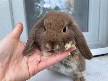 Conigli ariete nano - cuccioli