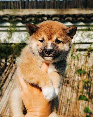 Mame Shiba Inu (Miniature)