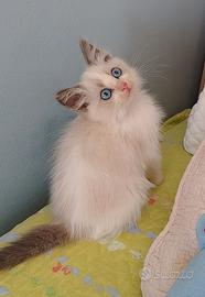 Cuccioli Ragdoll
