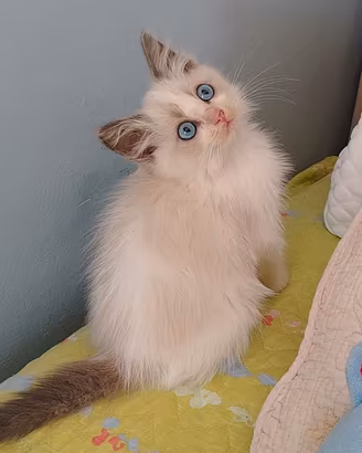Cuccioli Ragdoll