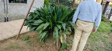 Aspidistra Elatior in vaso. misura XXL