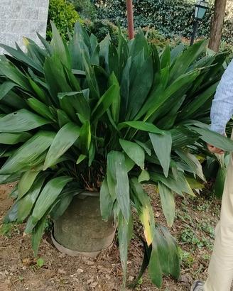 Aspidistra Elatior in vaso. misura XXL